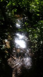 View of trees in forest