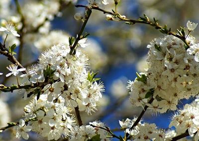 Low angle view of apple blossoms in spring