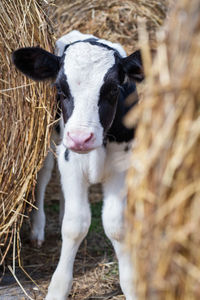 Close-up of cow in pen