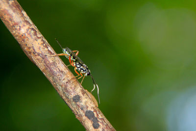 Close-up of ant on plant