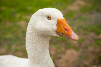 Close-up of goose