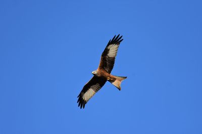 Low angle view of red kite flying in blue sky