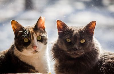 Close-up portrait of cats