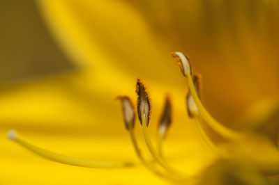 Close-up of yellow flower