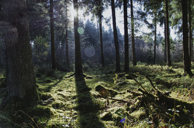 Trees in forest