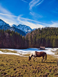 Horses in a field