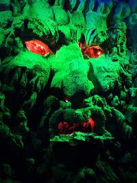 Close-up of turtle in water at night