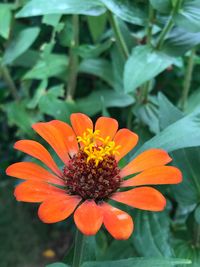 Close-up of orange flower blooming outdoors