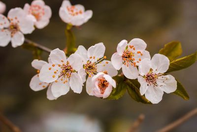 Close-up of apple blossoms in spring
