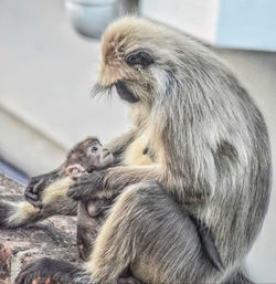 Close-up of monkeys sitting outdoors
