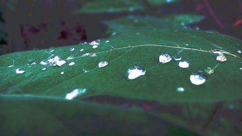 Close-up of dew drops on leaf