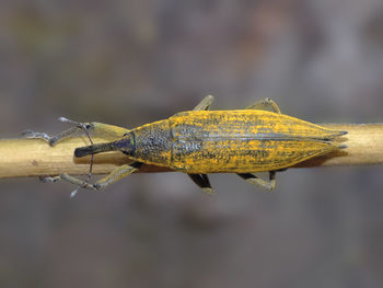 Close-up of insect on twig