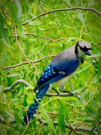 Close-up of bird perching on plant