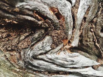 Full frame shot of tree stump