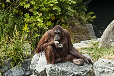 Zoo in dublin 