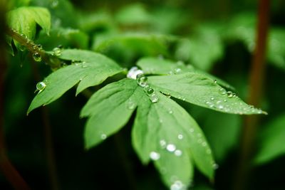 Close-up of raindrops on plant during monsoon
