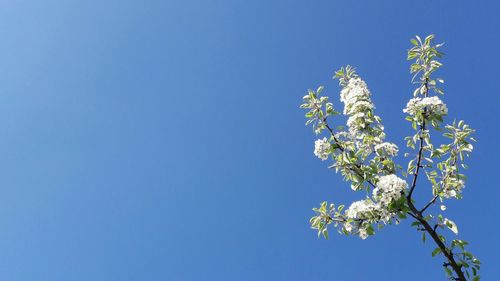 Low angle view of flower tree against clear blue sky