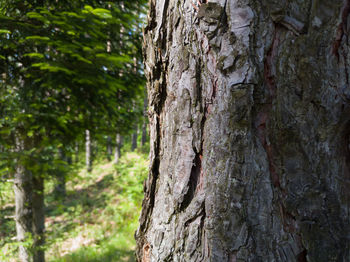 Close-up of tree trunk in forest