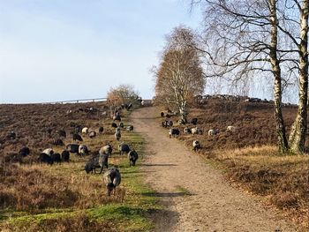 Panoramic view of people on field against sky