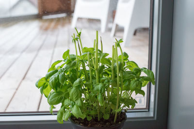 Close-up of potted plant on window