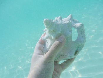 Cropped hand holding shell in sea