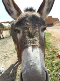 Close-up of a horse