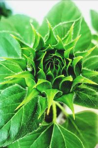 Close-up of fresh green plant