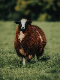 Portrait of an animal on grass