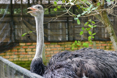 Close-up of a bird against fence at zoo