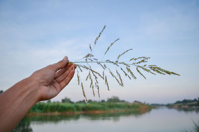 Hand holding plant against sky