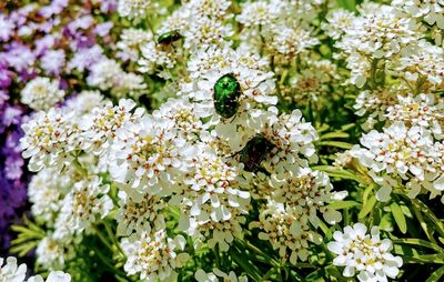 Close-up of bee pollinating flower