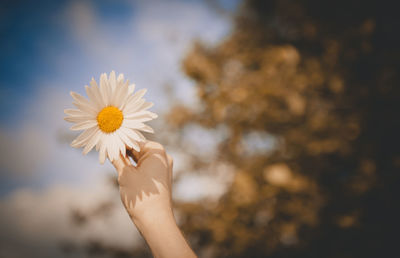 Close-up of hand holding white flowering plant