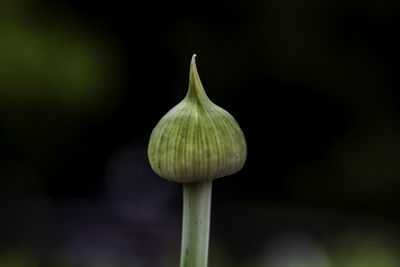 Close-up of white rose on leaf