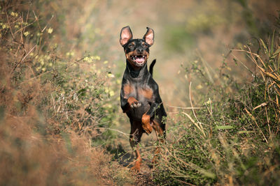 Dog running on field