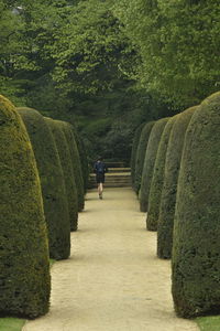 Rear view of man walking on footpath amidst trees