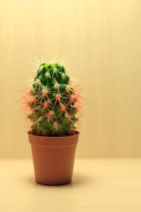 Green cactus with white and red needles on a beige background in a brown pot