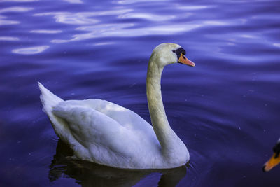 Swan swimming in lake