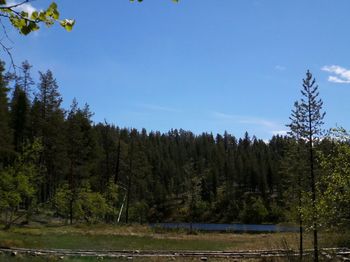 Scenic view of lake by trees against blue sky