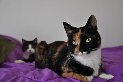 Close-up of cat relaxing on bed