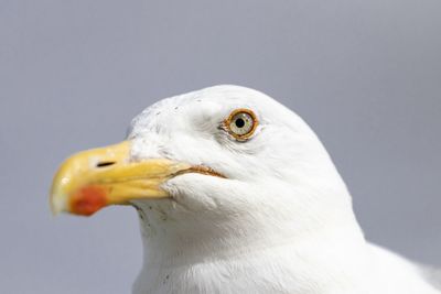 Close-up of seagull