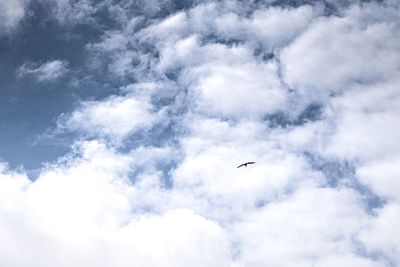 Low angle view of bird flying in sky