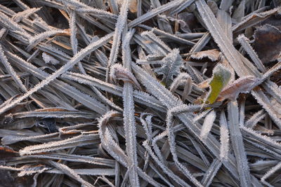 Close-up of rope