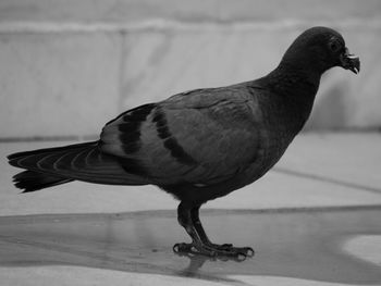 Close-up of pigeon perching on floor