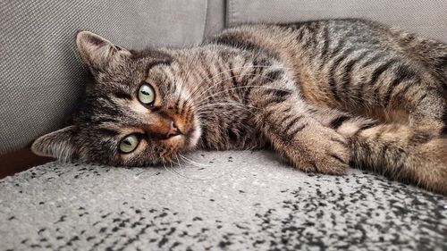 Close-up portrait of a cat resting