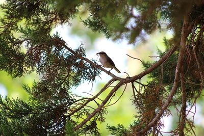 Low angle view of a bird perching on branch