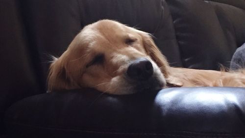 Close-up of dog resting