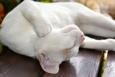 Close-up of a cat sleeping