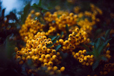 Close-up of yellow flowering plant