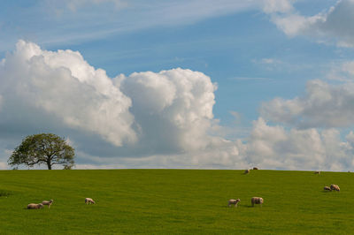 Flock of grazing sheep on a meadow with solitary tree in the background, scotland