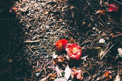 Close-up of red flowers in field